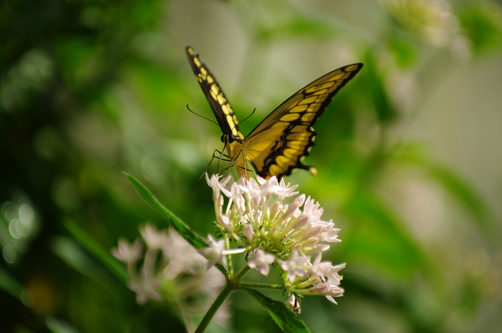 Schmetterling.