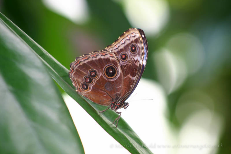 Schmetterling