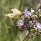 Schmetterling