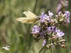 Schmetterling