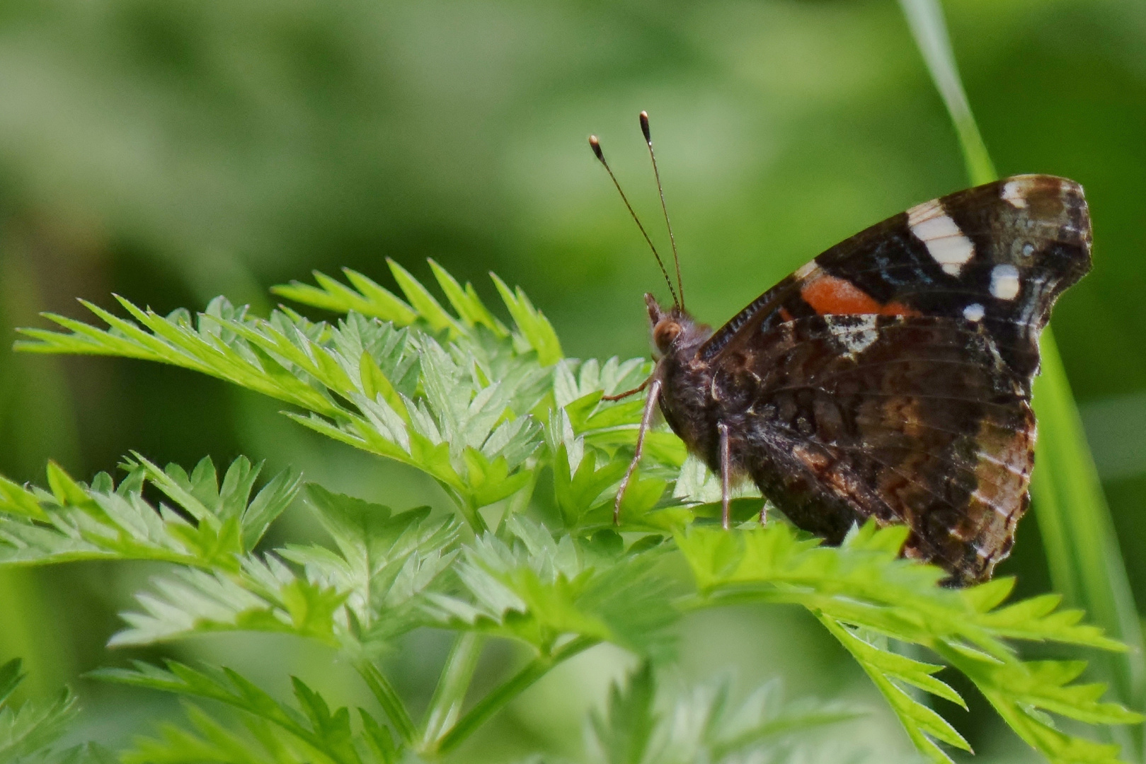 Schmetterling