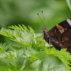 Schmetterling