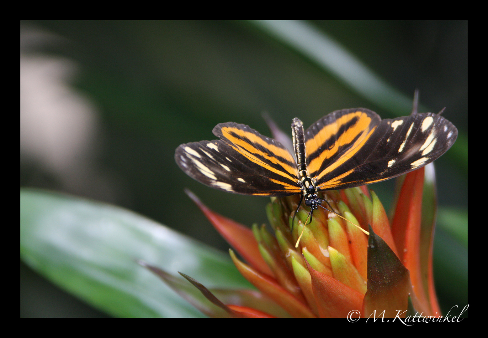 Schmetterling