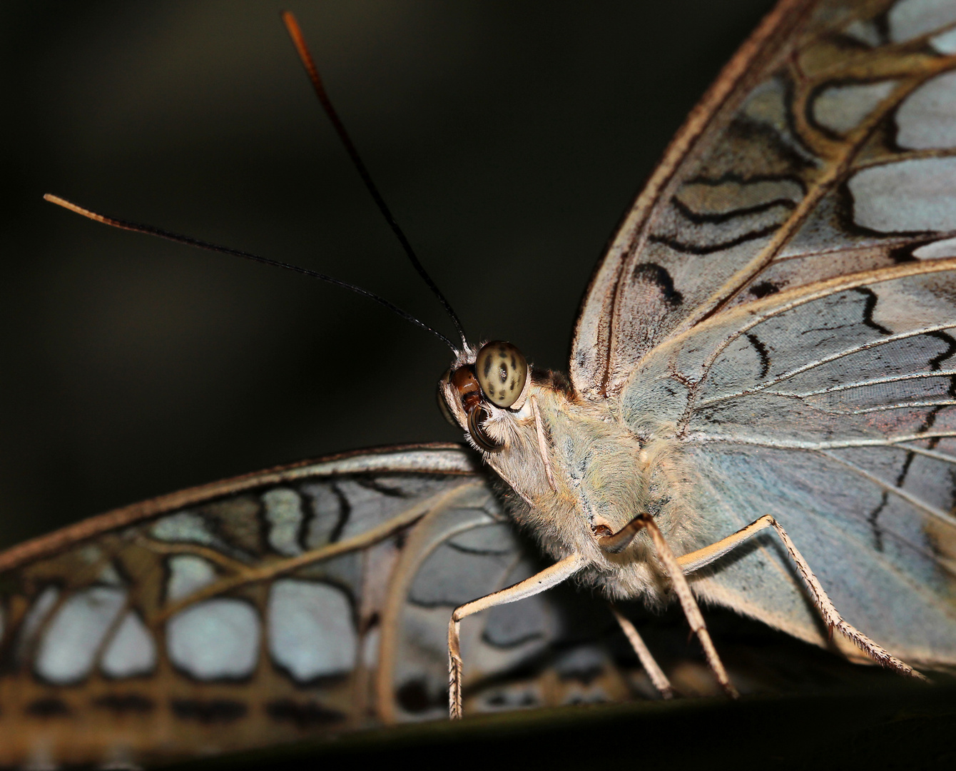 Schmetterling