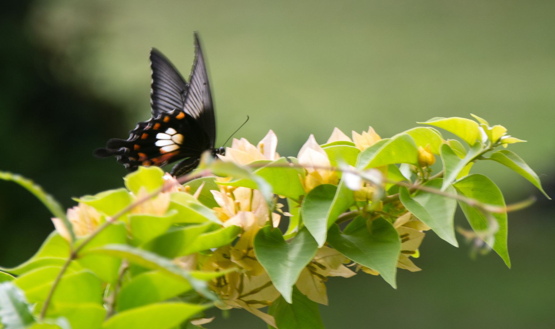 Schmetterling