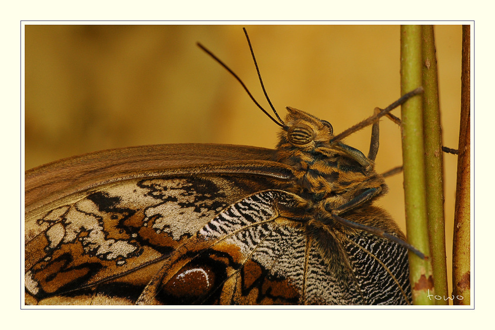 Schmetterling