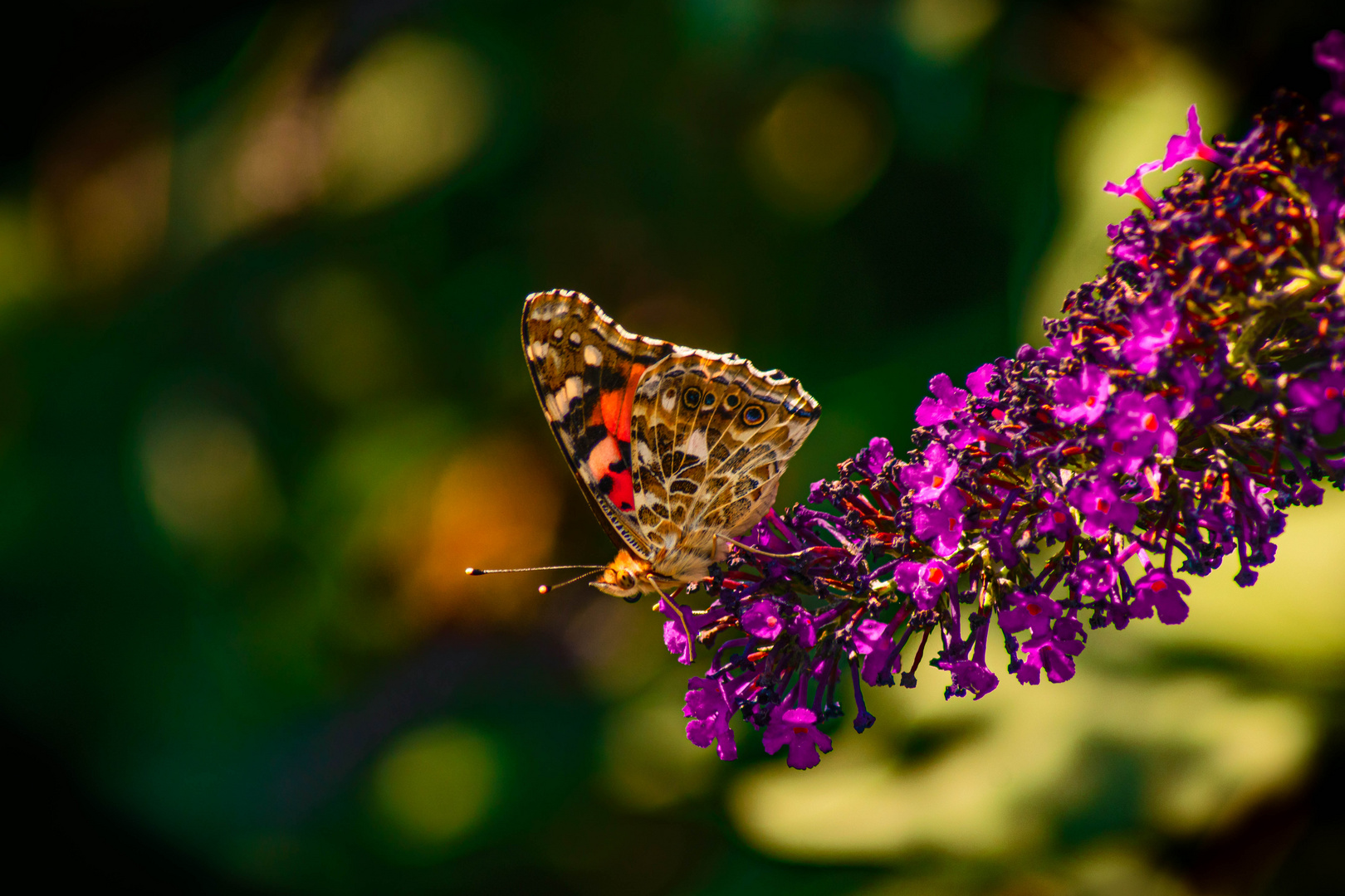 Schmetterling