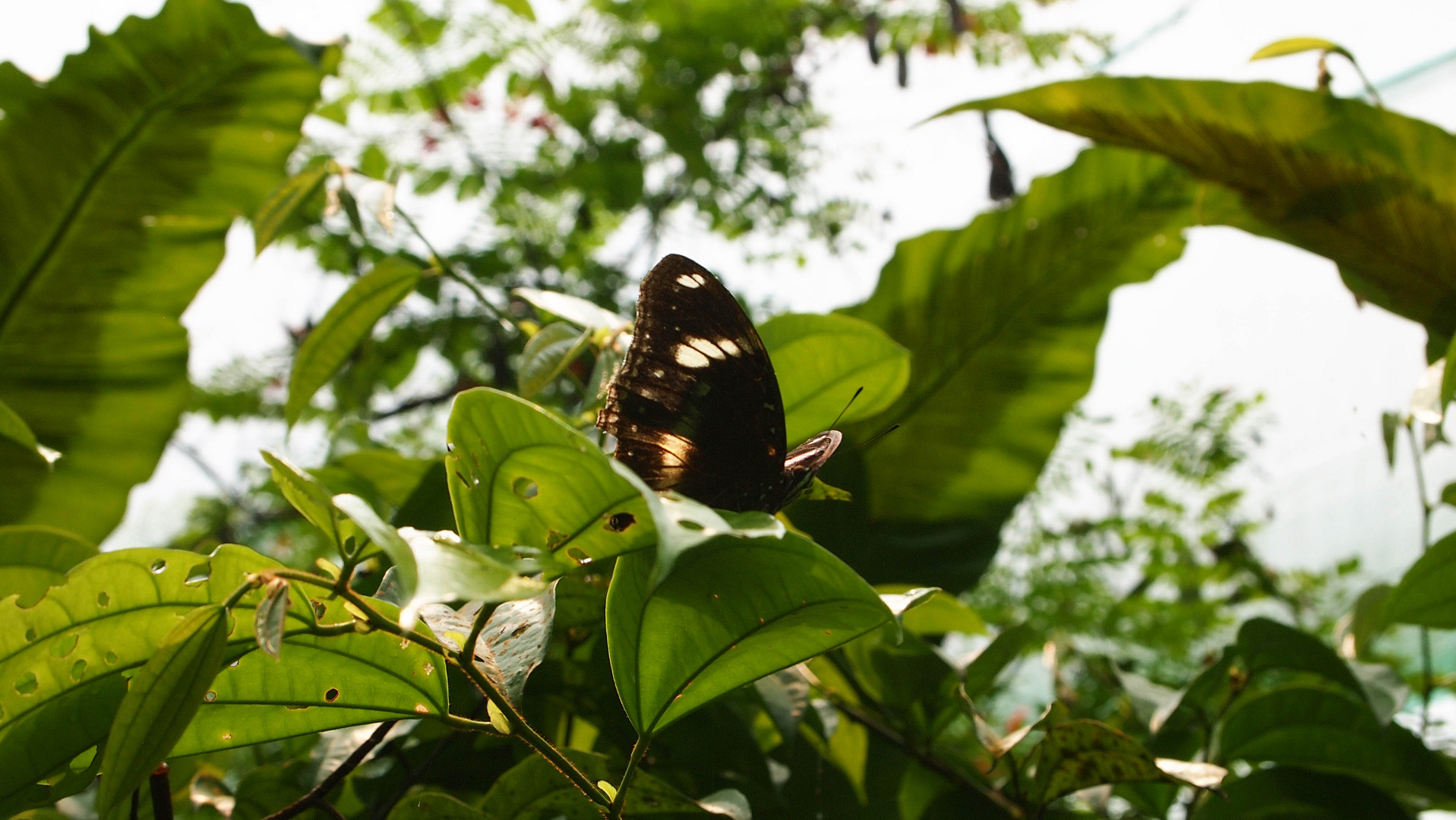 Schmetterling