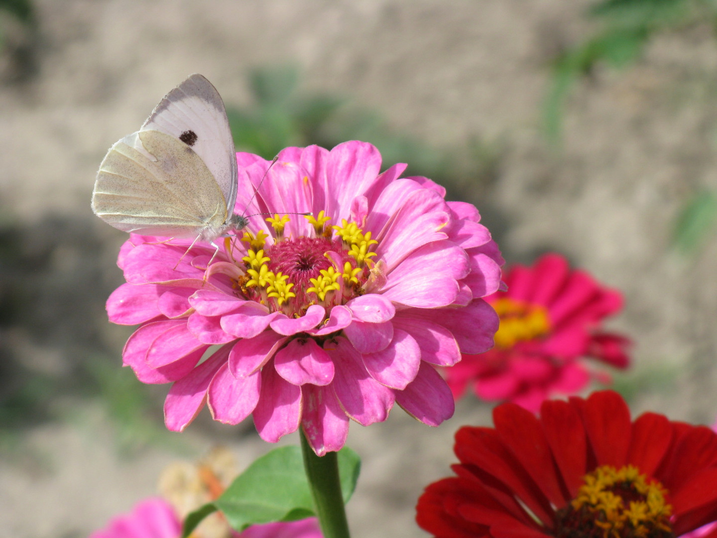 Schmetterling