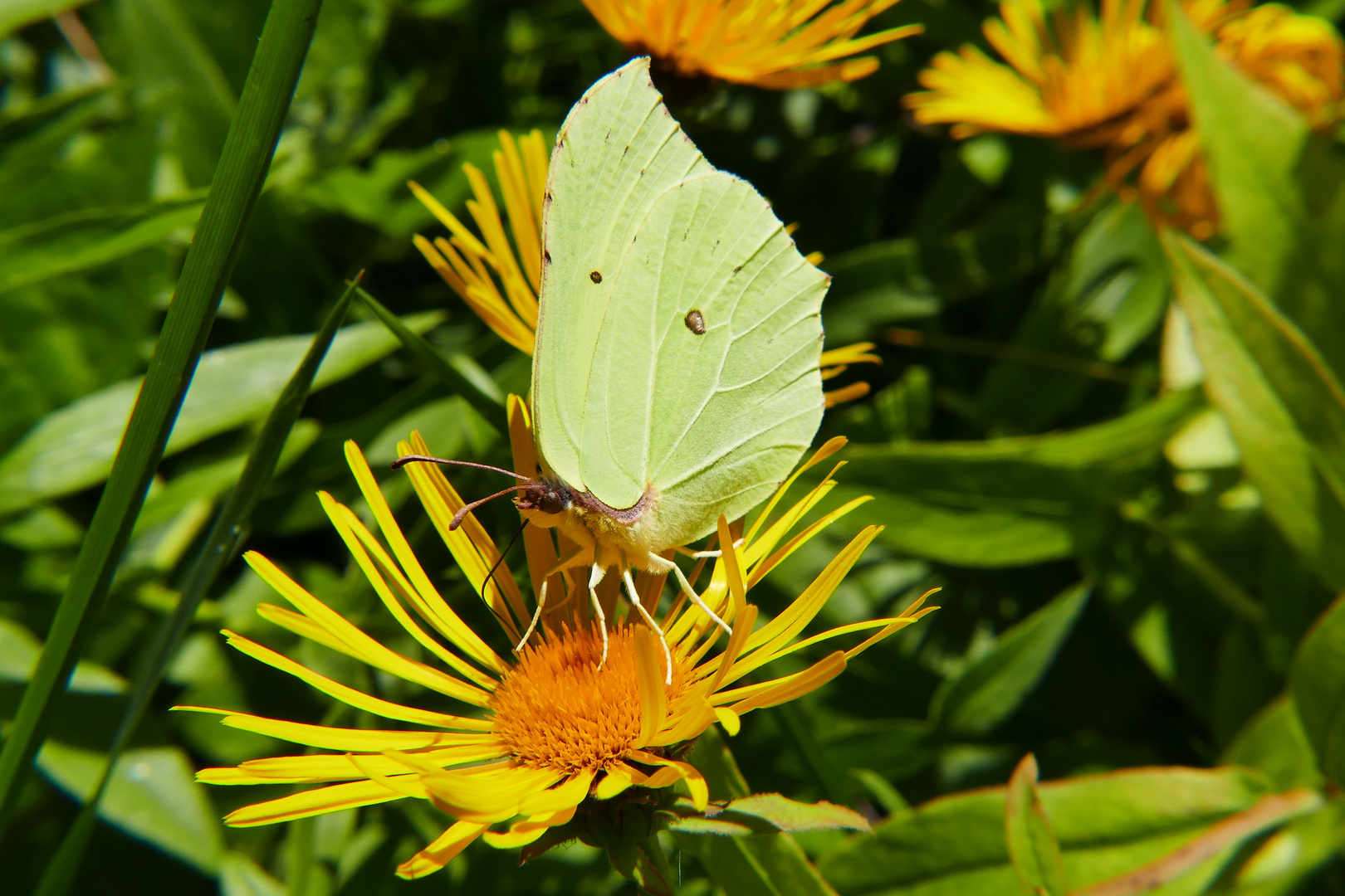 Schmetterling