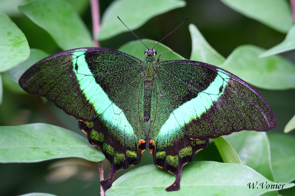 Schmetterling