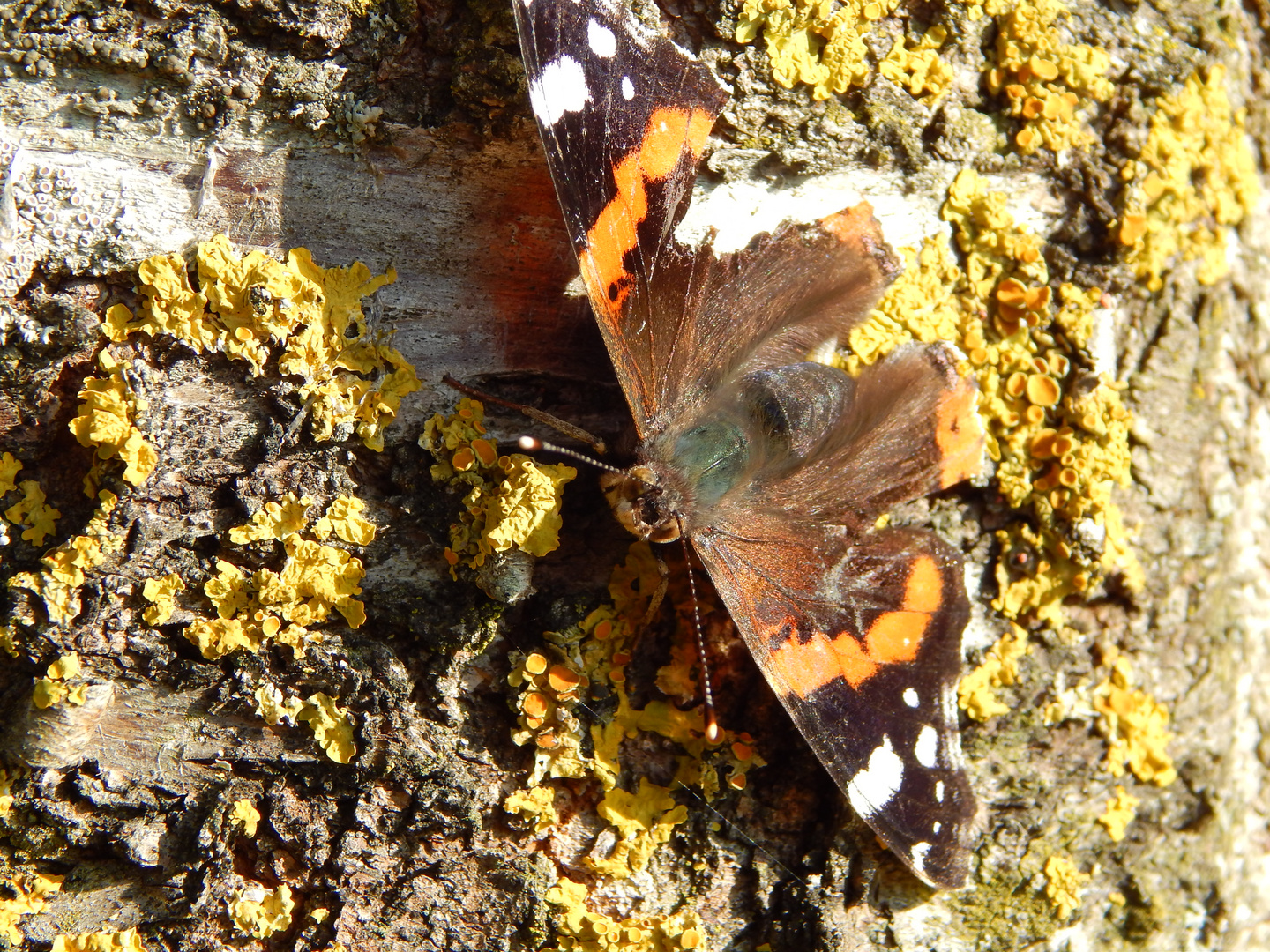 Schmetterling