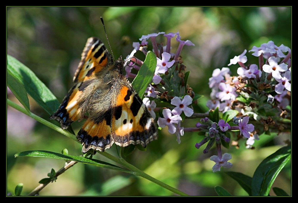 Schmetterling