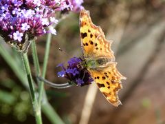 Schmetterling