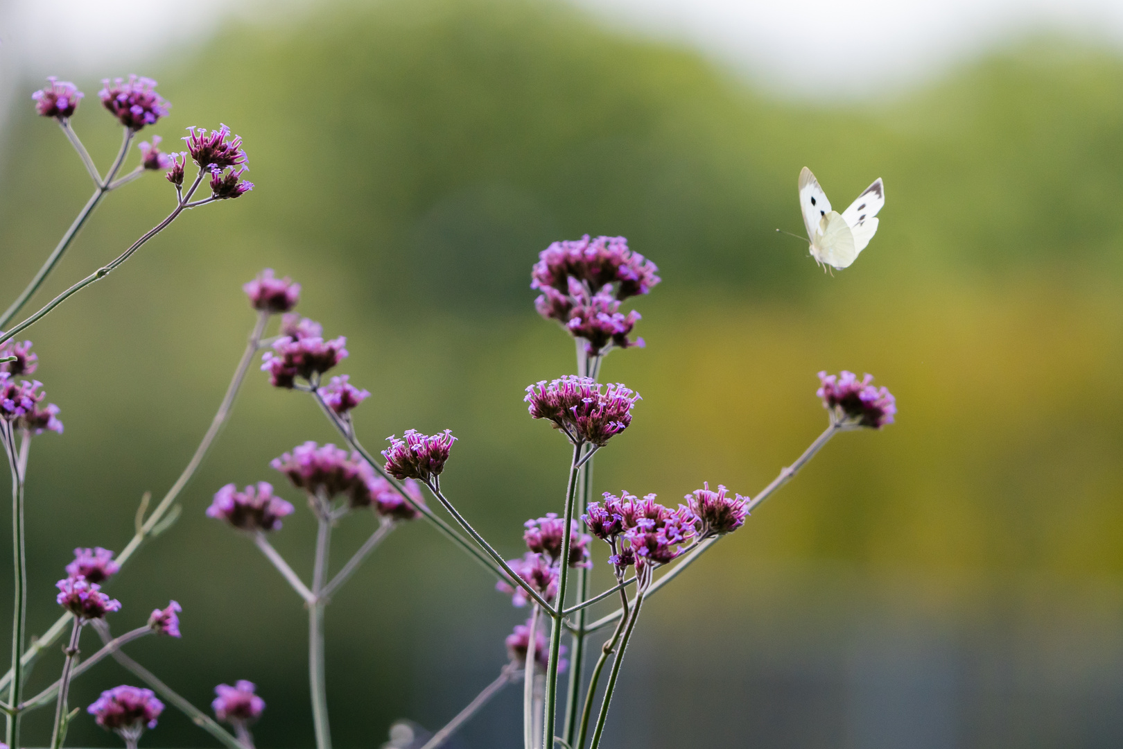 Schmetterling