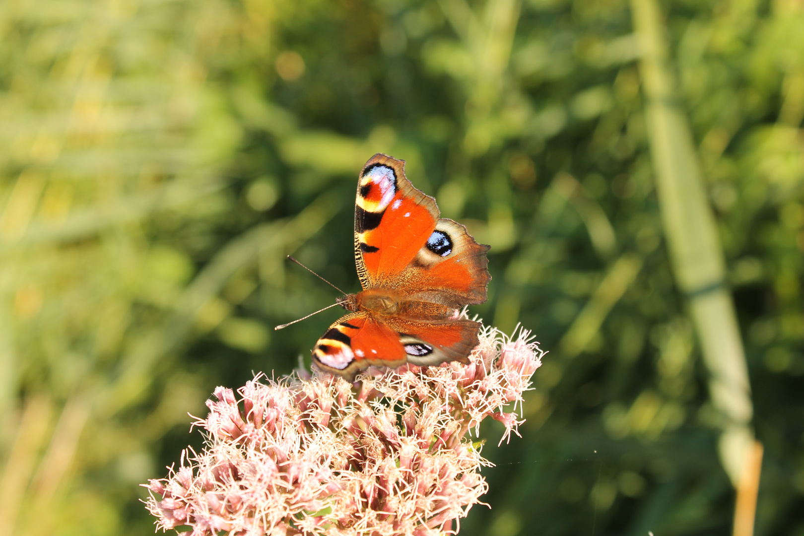 schmetterling