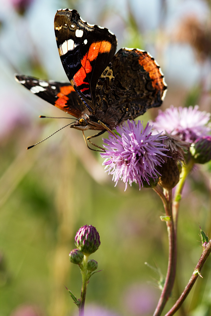 Schmetterling