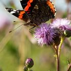 Schmetterling