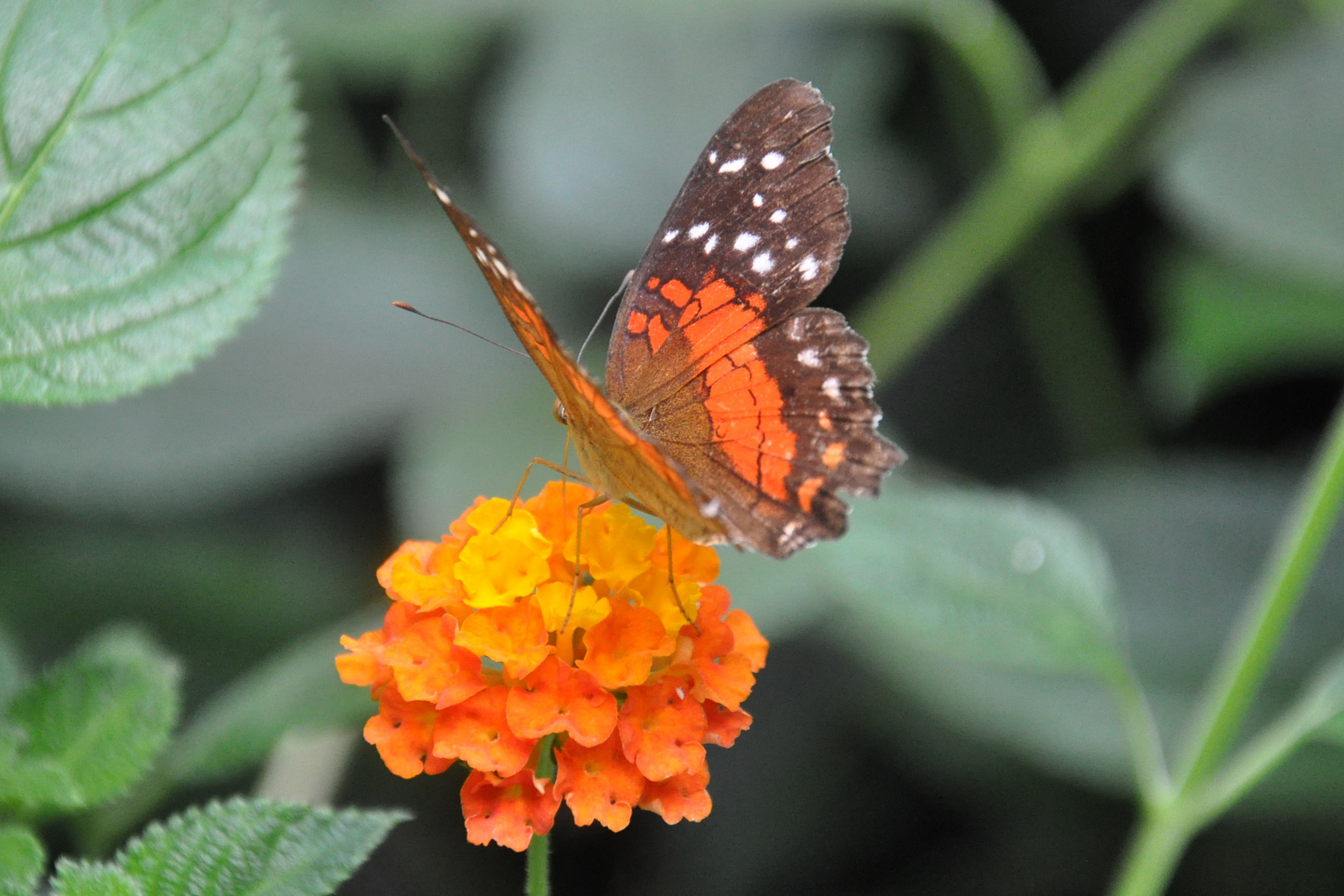 Schmetterling