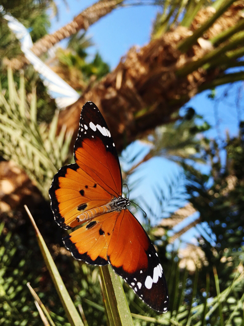 Schmetterling