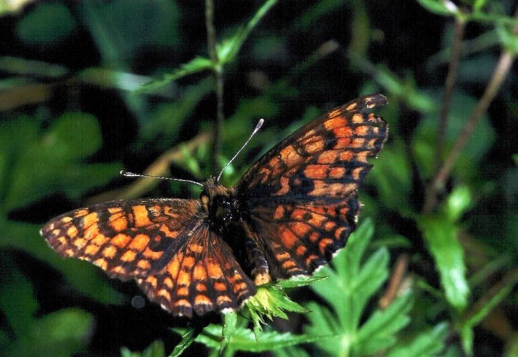 Schmetterling