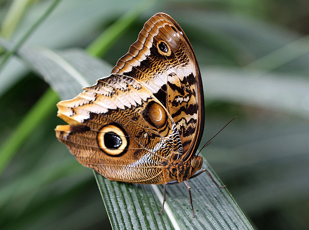 Schmetterling