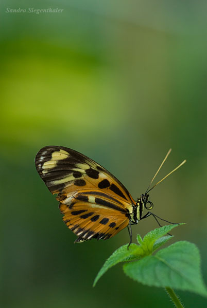 Schmetterling