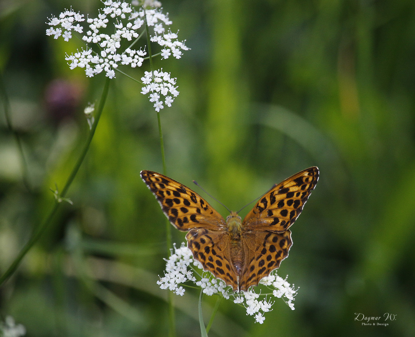 Schmetterling