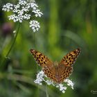 Schmetterling