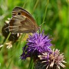 Schmetterling