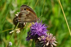 Schmetterling