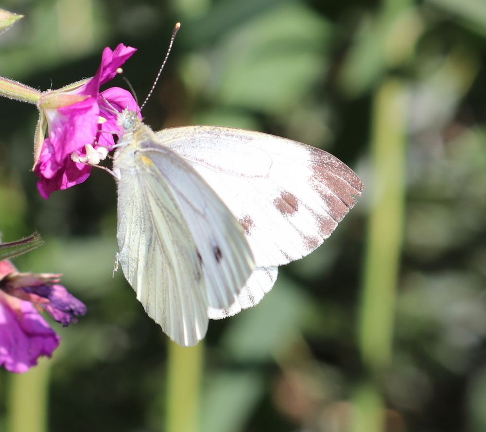 Schmetterling