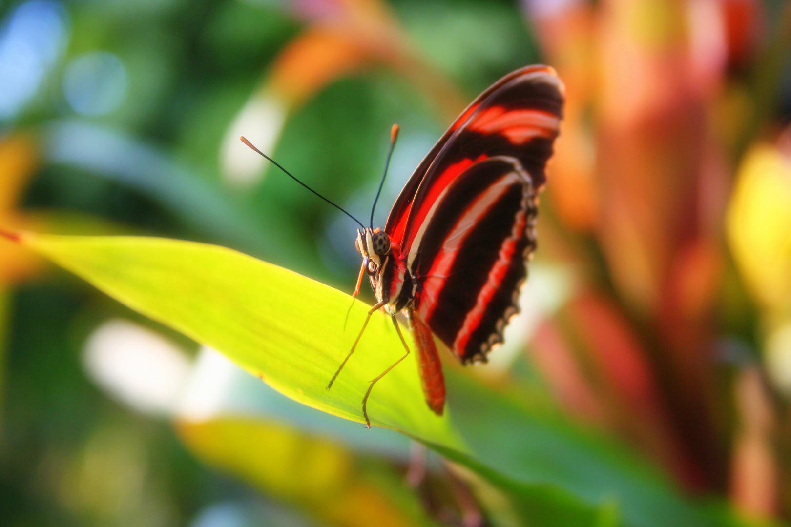 Schmetterling