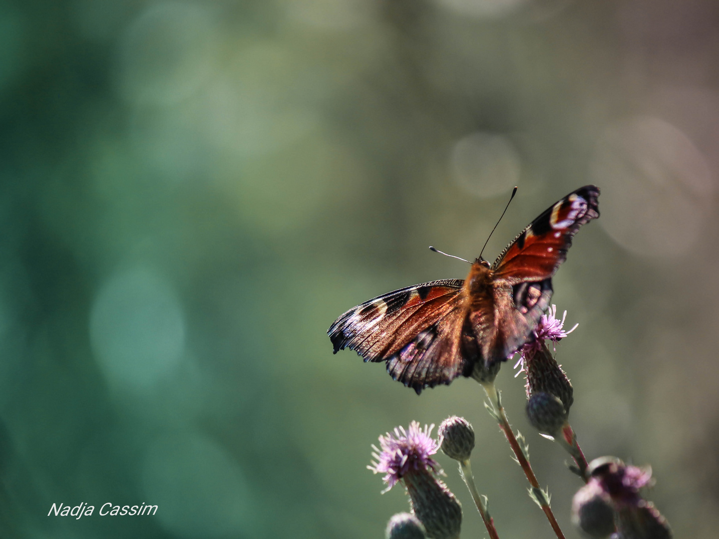 Schmetterling