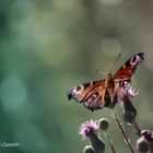 Schmetterling