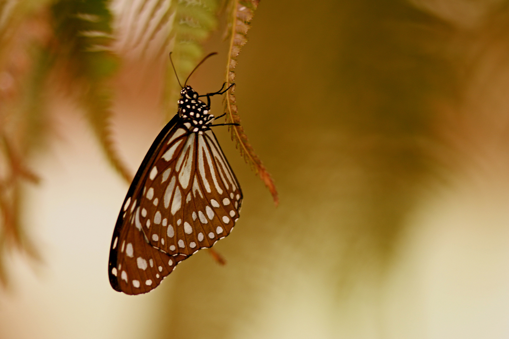 Schmetterling.