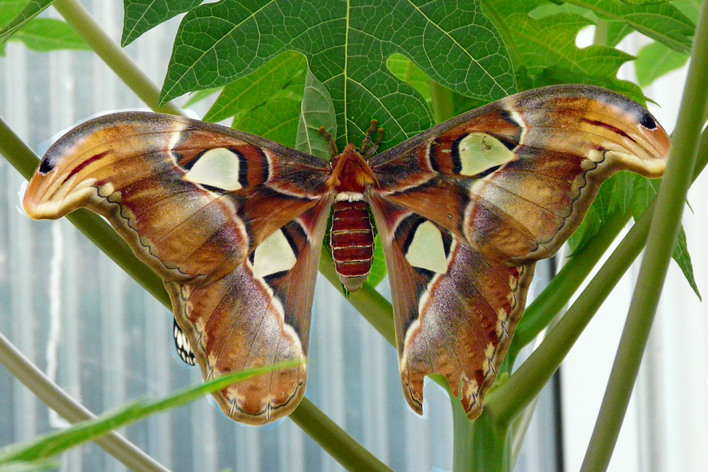 Schmetterling