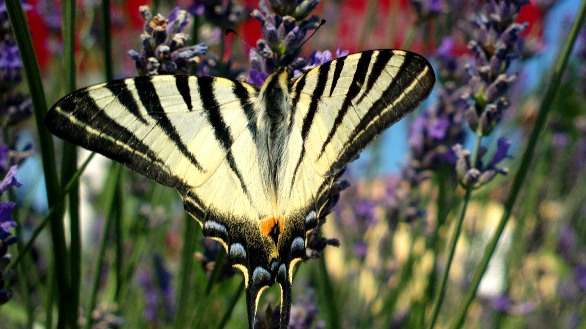 Schmetterling