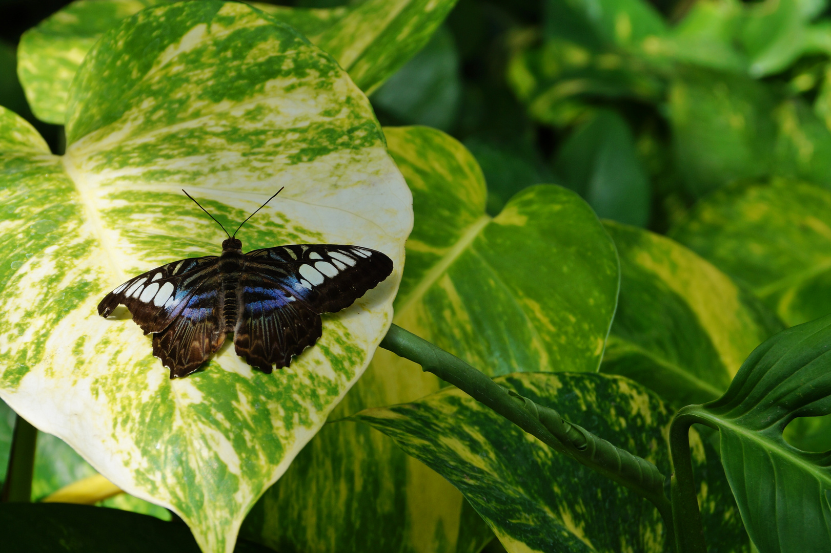 Schmetterling...