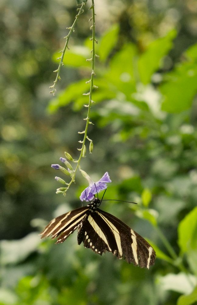 Schmetterling