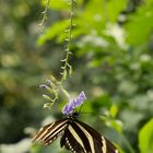 Schmetterling