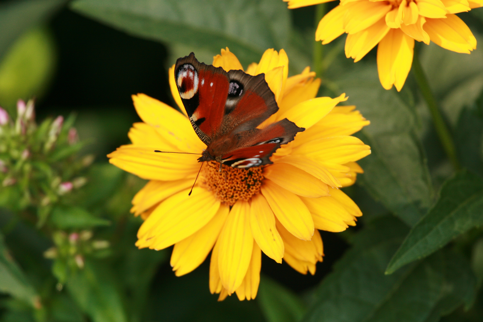 Schmetterling