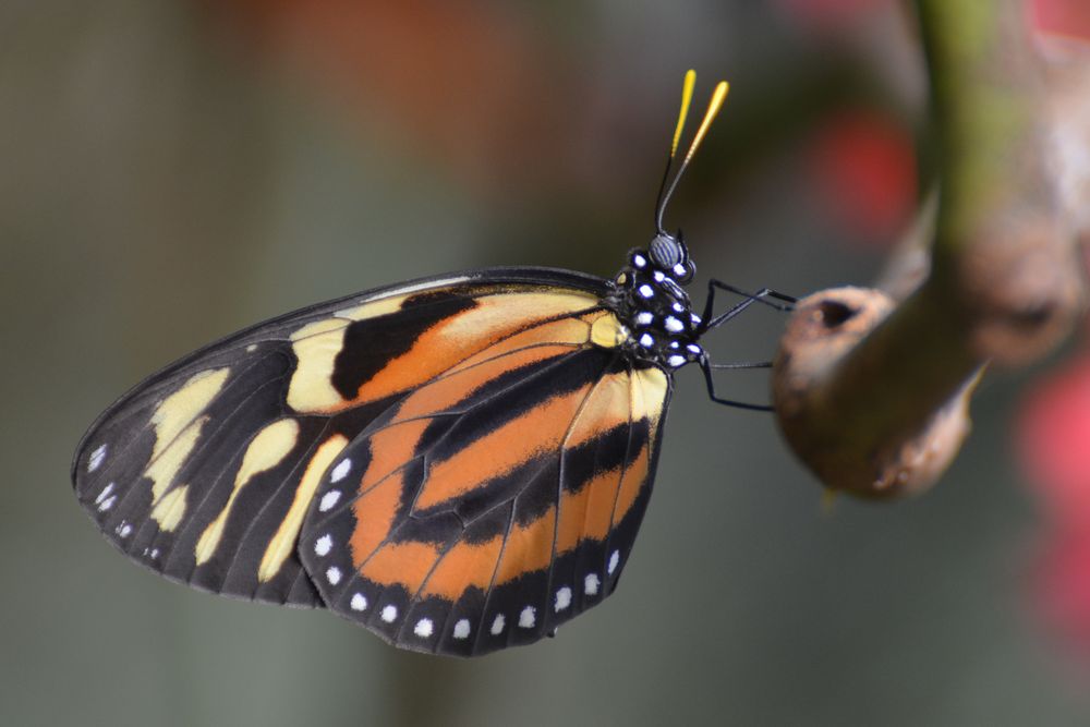 Schmetterling ........