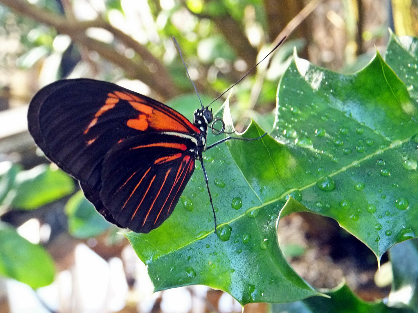 Schmetterling