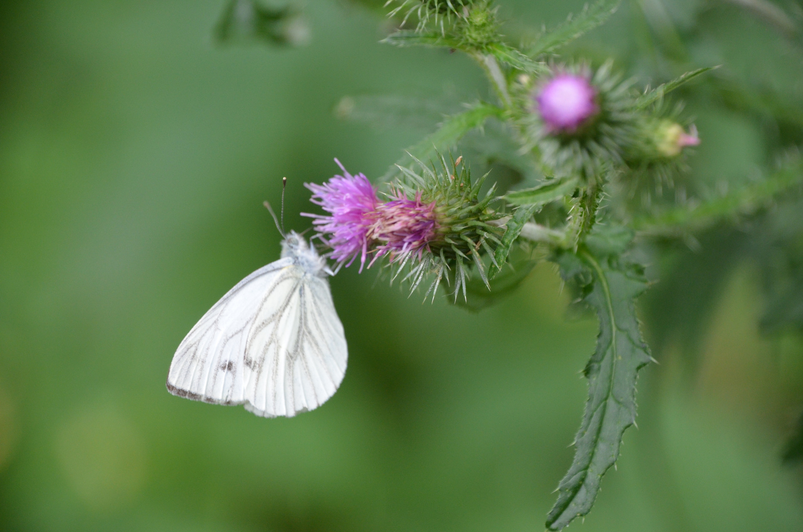 Schmetterling