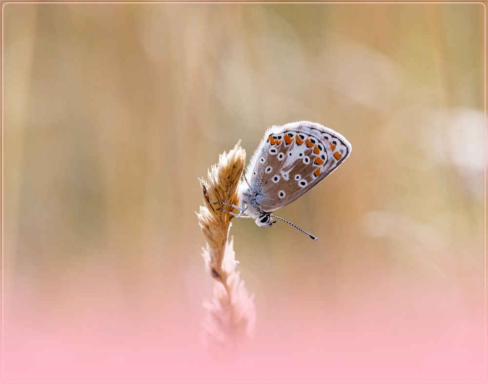 Schmetterling