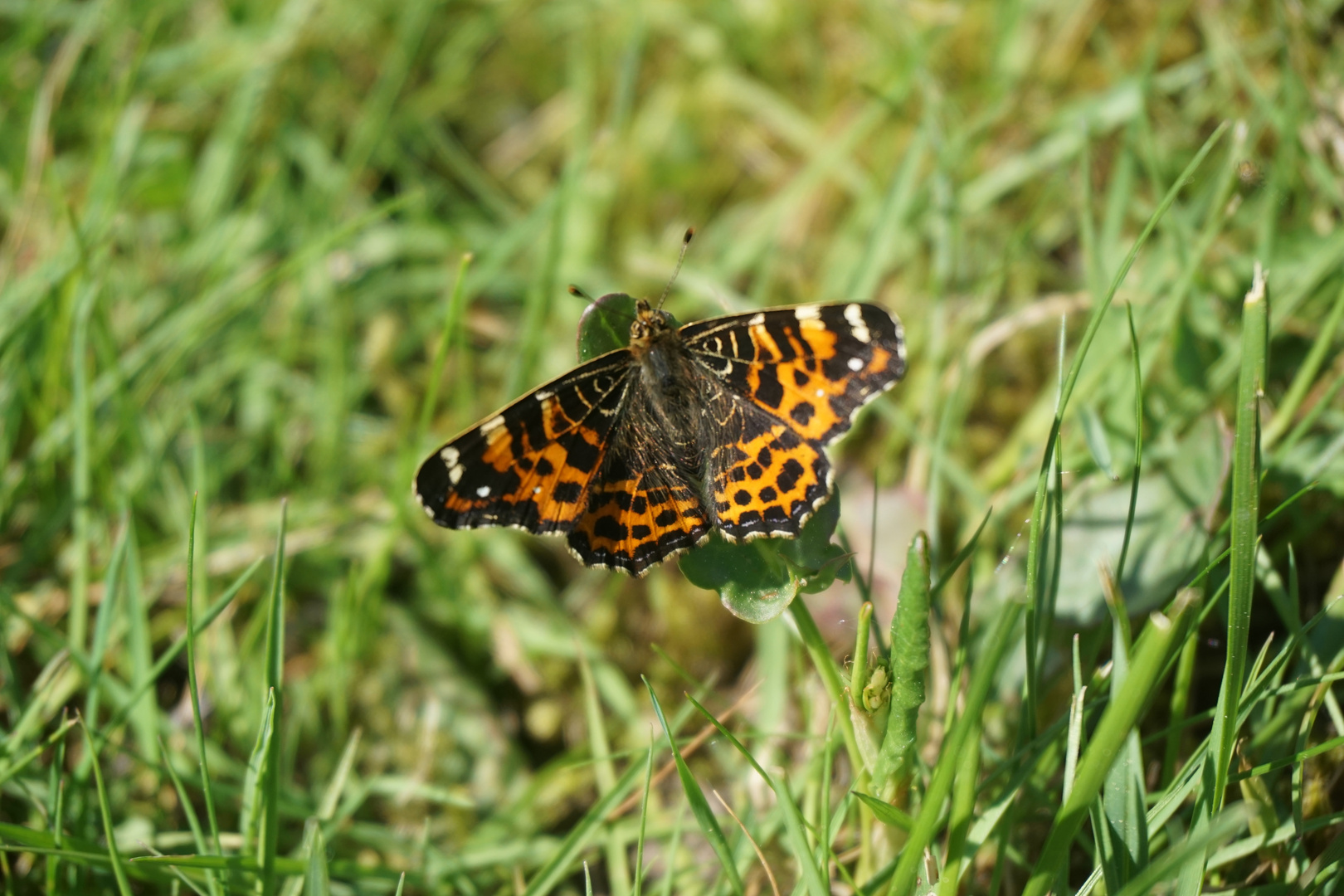 Schmetterling