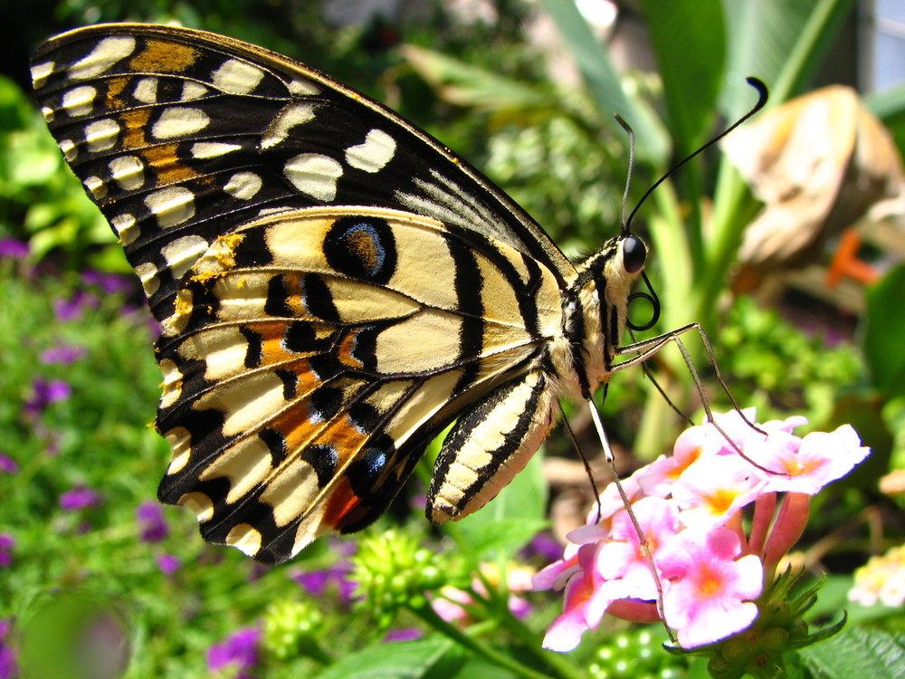 Schmetterling