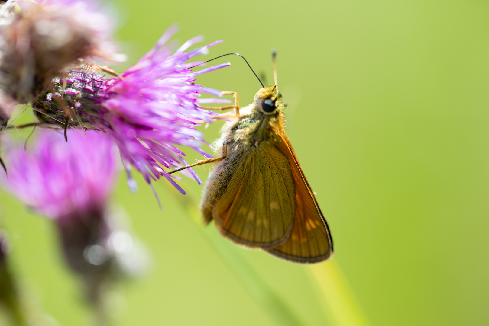 Schmetterling