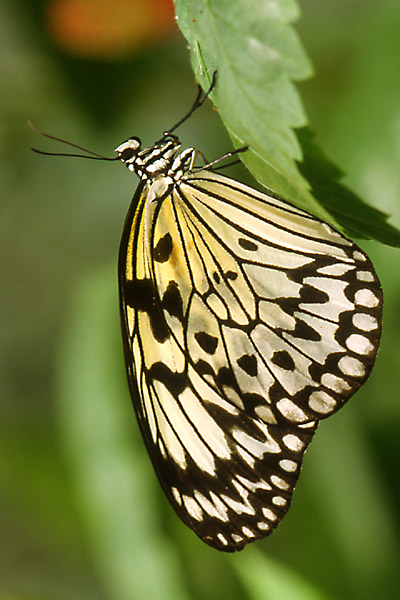 Schmetterling